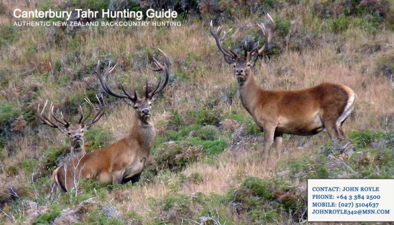  Guided New Zealand Deer Hunting Canterbury Tahr Hunting 